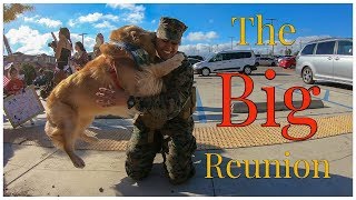 Golden Retriever Welcomes His Marine Home | Oshies World
