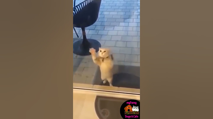 Watch the video about Try Not To Laugh - Funny Cat Videos Cute and lovely Cats Reactions 😹 #Shorts MFDAC-A226