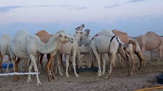 Saudi  National Animal Camel Visiting in Desert Very Big National Camel Give milk also