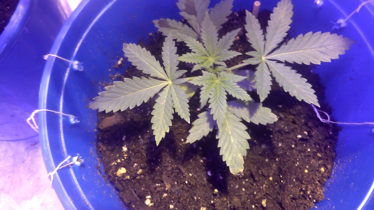 Yeti og   taking off