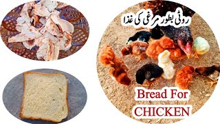 Can Chickens Eat Bread | Roti For Chicken Health | Dr. ARSHAD