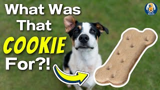 What Was That Cookie For?! When Positive Reinforcement In Dog Training Goes Wrong #256 #podcast by Dogs That 6,664 views 2 months ago 17 minutes