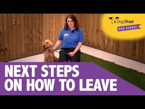 progressing-the-leave-cue-with-your-dog-|-dogs-trust-dog-school