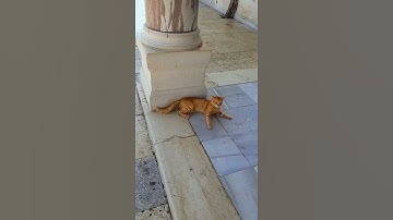 تلاوة عطرة بصوت إدريس أبكر - ما شاء الله - 🌷🌹