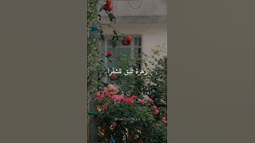 Thumbnail of نقيلي احلى زهرة 🌸