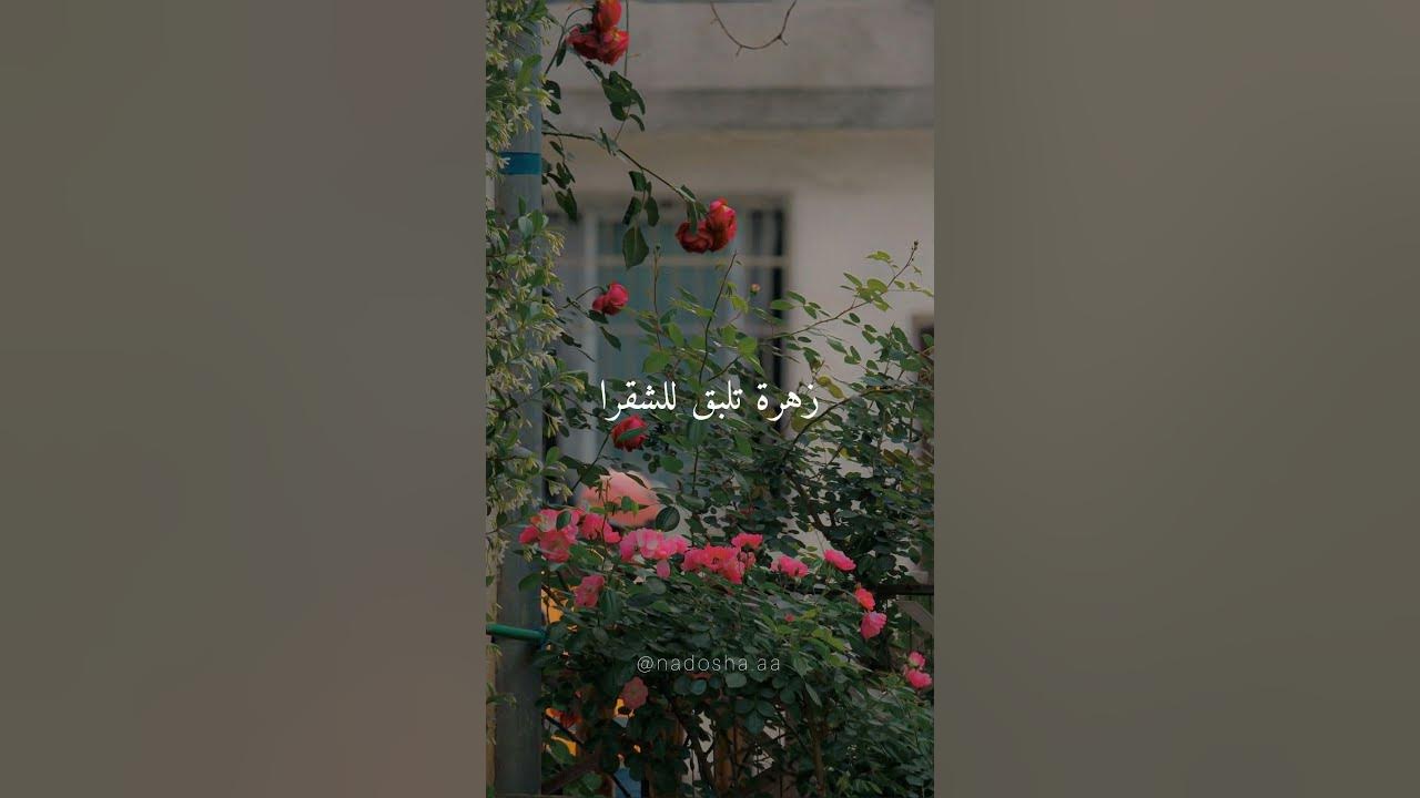 نقيلي احلى زهرة 🌸