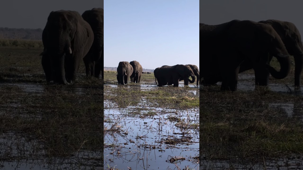 Bachelor herd 🐘🐘🐘 