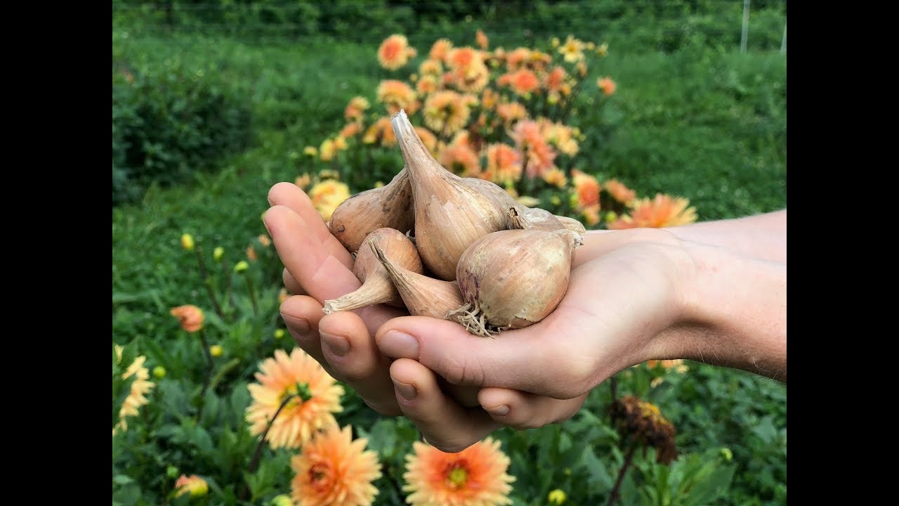 French Grey Shallots 20 Bulbs for Planting or Eating. Great Taste and Smell  