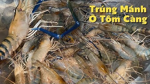 Mùa Nước Nổi Bắt Đầu Về Hôm Nay Trúng Mánh Tôm Càng Xanh Rồi | Cù Lao Dung Vlogs #815