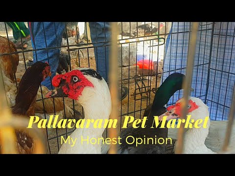 pallavaram birds market