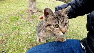 寂しそうな猫に近づいたら、膝の上に飛び乗ってきた
