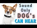 Sound Dogs Can Only Hear | HQ