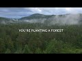 Konifer  a reforestation partner