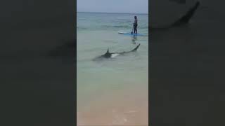 Tubarão Em Saquarema, Praia De Itaúna Ão