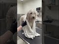 I Removed 67,420 Tangles From This Street Dog For THIS🐕😳