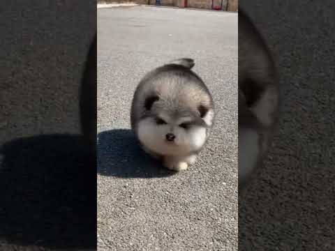 Cute Alaskan malamute puppies