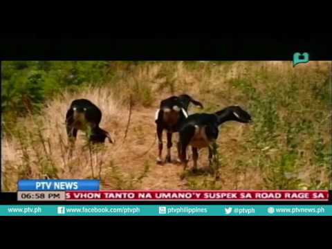 [PTVNews] 4 na kambing, ginawang alternatibo sa lawn mower sa Brooklyn [07|28|16]