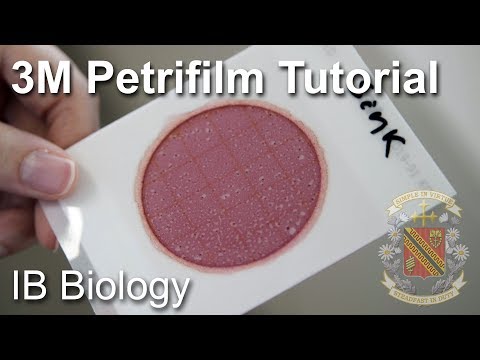 How to Use a Petrifilm Count Plate? - Biology Lab Techniques