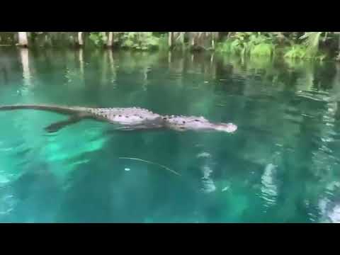 Florida woman bumps hissing alligator with paddle