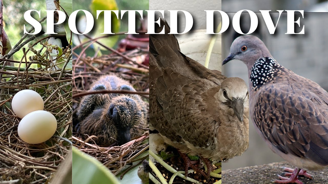 journey-of-a-spotted-dove-from-egg-to-fledgling-in-5-weeks-youtube