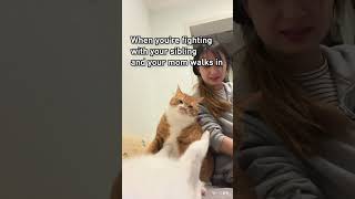 he's touching me! #orangecat #9gag #reels