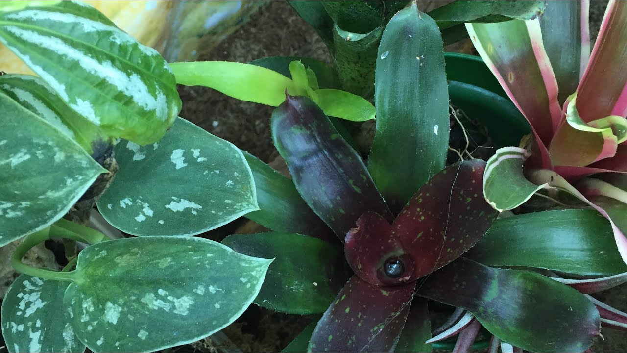 Tropical Plant Setup Tour! Feb 2016