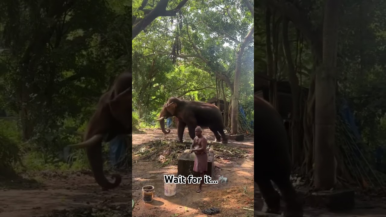 Wait for it..🐘😮#viralshort #abhimnyu #bhima #wildlife