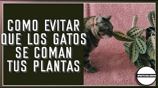 🌱🐈 COMO EVITAR que los GATOS se coman las PLANTAS | Efecto del Orden