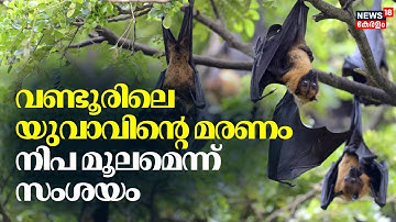 വണ്ടൂരിലെ യുവാവിന്റെ മരണം നിപ മൂലമെന്ന് സംശയം | Nipah Outbreak Kerala | Malappuram | BreakinG News