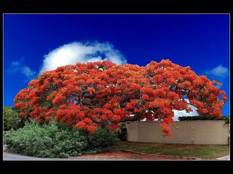 Poinciana