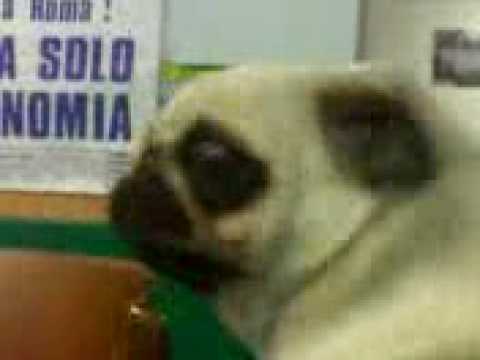 Cane Carlino Arrabbiato Youtube