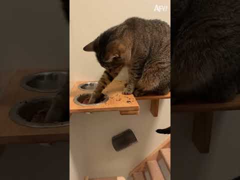The cat had a feast today! #shorts #shortsfeed #shortsvideo #cutecat #cats #animalshorts