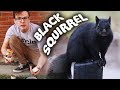 CATCHING A BLACK SQUIRREL!!! - Save the Squirrels Initiative