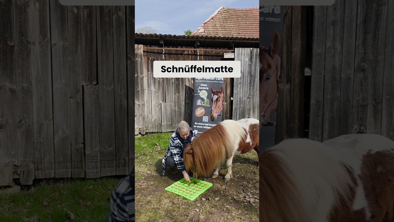 Wie das Pferd zusätzlich kognitiv auslasten? 🐴✨ #qchefs #pferd #dentalcare #cognitivehealth