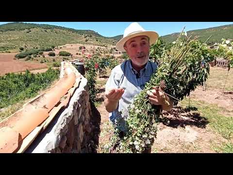 Video: Cultivar un jardín de pizza: cultivar un jardín de hierbas para pizza para niños