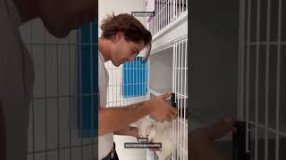 Damiano Dei Maneskin Adotta Un Gattino