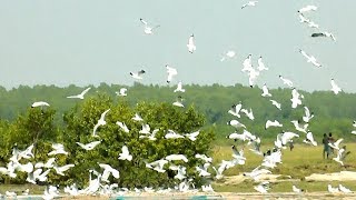 amazing starlings bird fly in sky