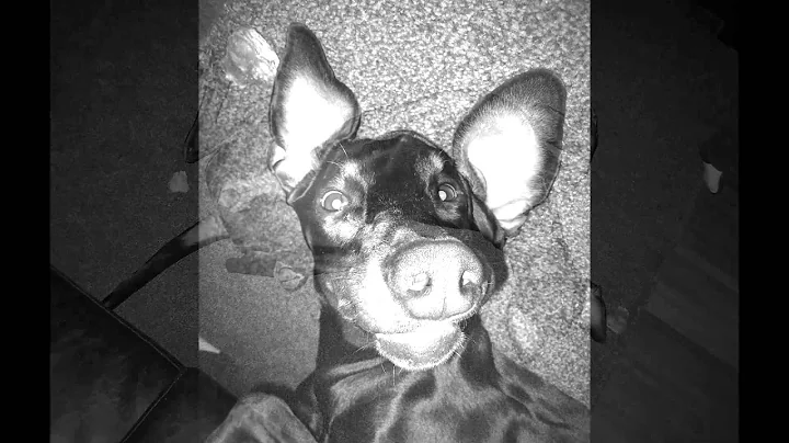 Dobermann Jane R.I.P 2007 - 2014