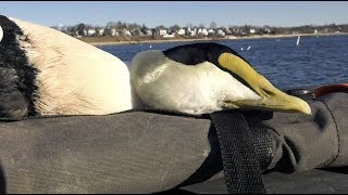 Drake's Migration Nation Season 9  Randy Drago Massachusetts Eider Seaduck Hunting