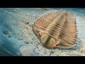 Trilobite Fossils and Arthropod Evolution