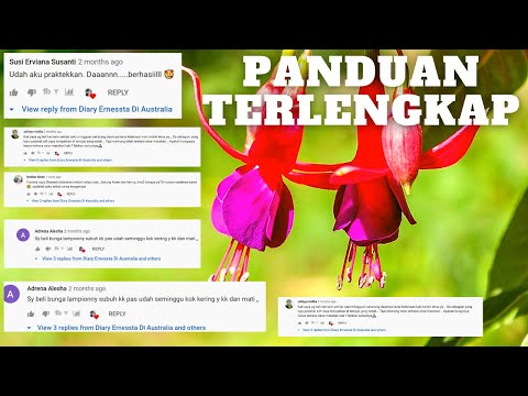 Video: Fuchsias Dari Yang Sederhana Hingga Yang Kompleks