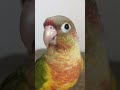 My bird try’s not to HEADBANGGG