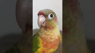 My Bird Trys Not To Headbanggg