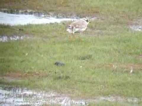 camera iphone 8 plus apk Ringed Plover (Charadrius hiaticula)
