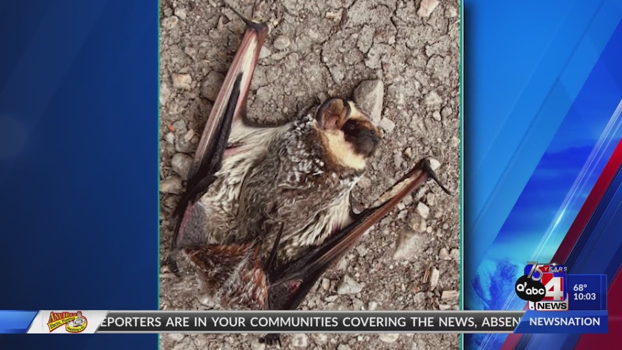 Bat tests positive for rabies on Ogden trail near Botanical Gardens