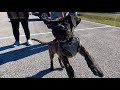 10 Wk Old Presa Canario Pup’s First Leash Training Session | Braxton
