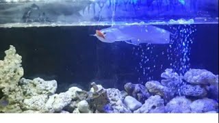 Arowana fish feeding