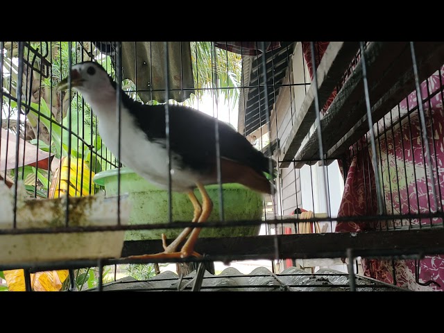 burung wak wak betina memikat jantan...!!!White-breasted waterhen class=