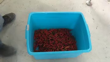 GroTech Fresh Pepper Color Sorter Machine,Color Sorter ,Sorting Videos/alisa@camasort.com