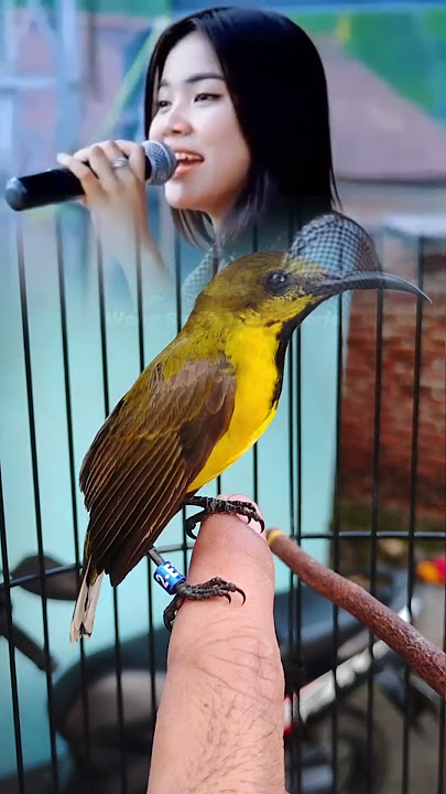 cara menaikkan birahi sogon #kicaumania #masteranjernih #burung  #sogon #sogonmania